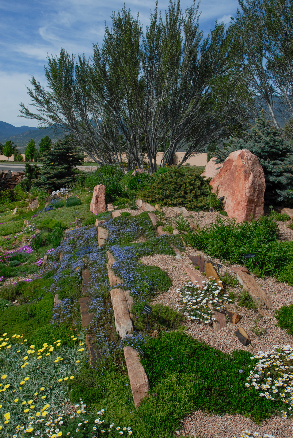 Curl-leaf Mountain Mahogany